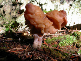 Gyromitra infula.